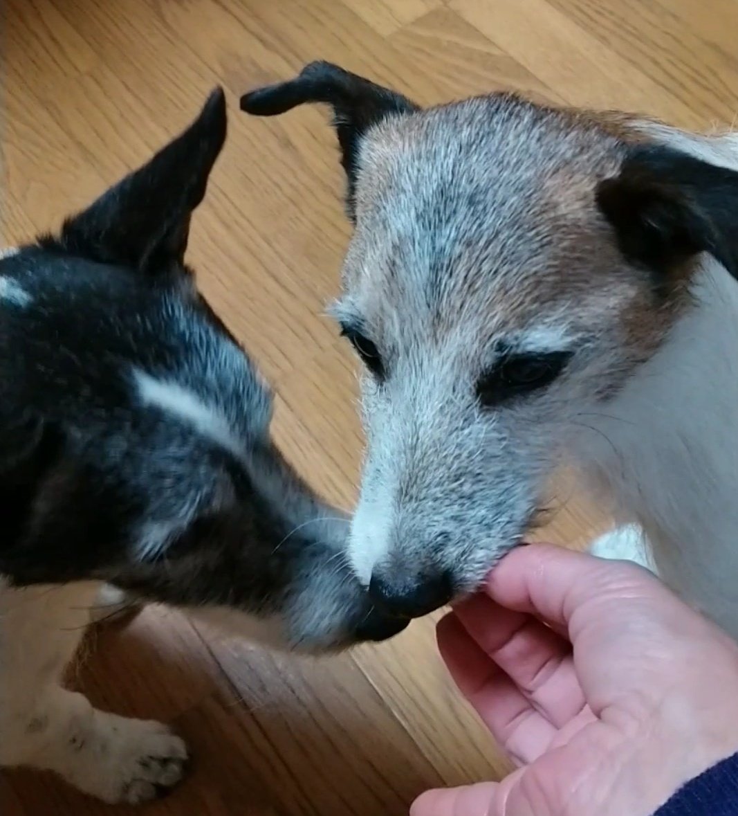 shige_ja's tweet photo. 仲良く💖
#失明犬 #白内障わんこ #ジャックラッセルテリア #シニア犬 #犬のいる暮らし https://t.co/PFj8gz13mQ