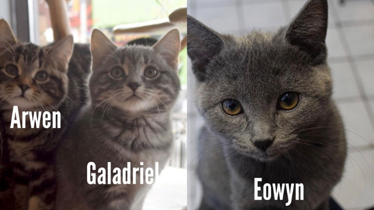 957ELMNTFM's tweet image. It's time for 95.7 Elmnt fm and @FelineCafe's Cats of the Week! This week, we take a trip to Middle-Earth with Arwen, Galadriel, and Eowyn! To read all about these three cuties, click here: bit.ly/3Kem44s

#catsoftheweek #middleearth #ottawa