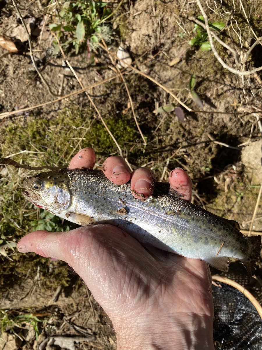 doc_hull's tweet photo. I’d say it was a pretty good day up here at Hull Holler!  #troutslayer #brevard https://t.co/V7DcugYjUj