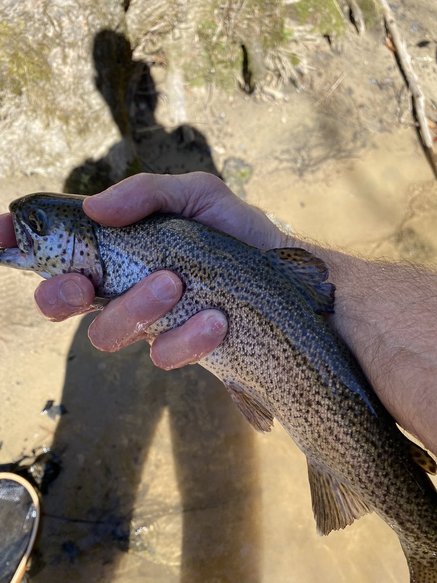 doc_hull's tweet photo. I’d say it was a pretty good day up here at Hull Holler!  #troutslayer #brevard https://t.co/V7DcugYjUj