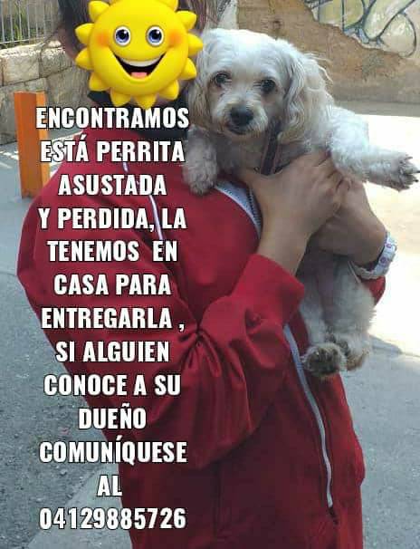 #Difundimos Está por Puente Hierro Santa Rosalia, Caracas. Una señora la tiene mientras aparecen los dueños. Por favor si saben algo o la conocen avisar, tiene su pechera cuando fue encontrada