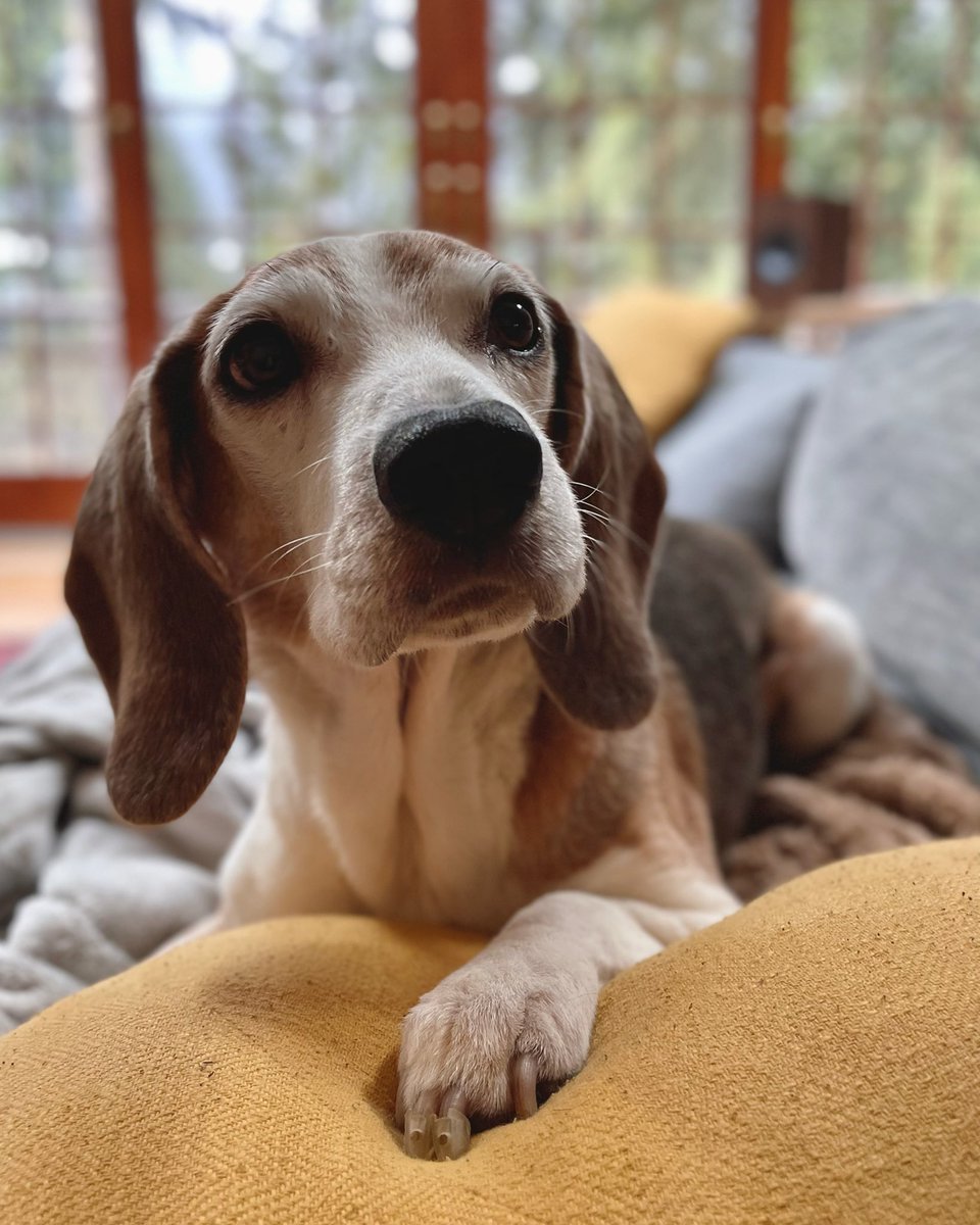 SpacedCadette's tweet photo. Look at my wonderful boy. ♥️ https://t.co/tcxyWNS1Ji