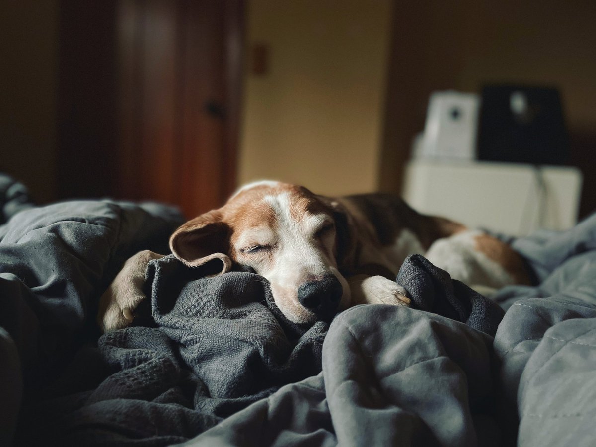 SpacedCadette's tweet photo. Look at my wonderful boy. ♥️ https://t.co/tcxyWNS1Ji