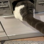 魚焼きグリル点検中の猫。「おいしい魚がやけますかニャ？」