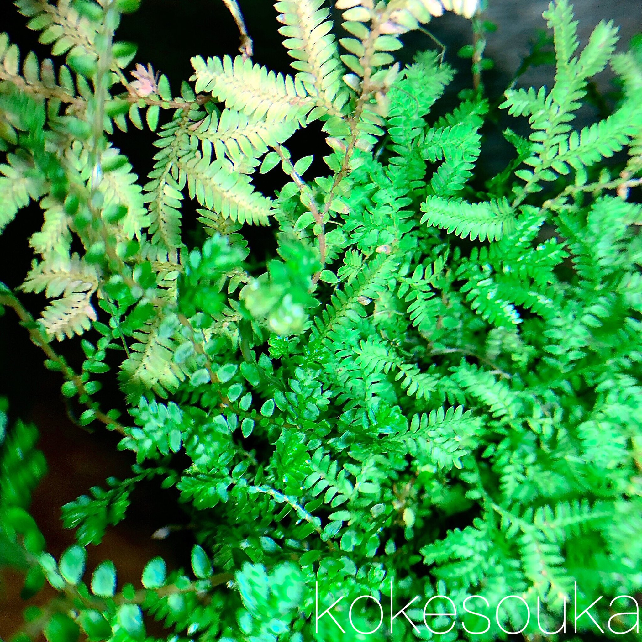 メルカリshop 苔草花 コンテリクラマゴケ レインボーファン イワヒバ科シダ植物 写真をダウンロードしてスマホの壁紙にご利用ください 苔テラリウム 苔 苔リウム 苔アート 苔インテリア 苔のある暮らし グリーンのある暮らし 壁紙 T