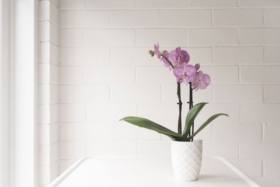 bobbycato's tweet photo. Expert tips to get your orchids blooming again.

Bobby Cato
Realtor®, GREEN®
Licensed in DC, MD &amp; VA
RLAH Real Estate
cell: 202.643.7750
office: 202.518.8781
web: https://t.co/msxRLyxKgW https://t.co/BmjgNXkD7T https://t.co/zktqtizWoK