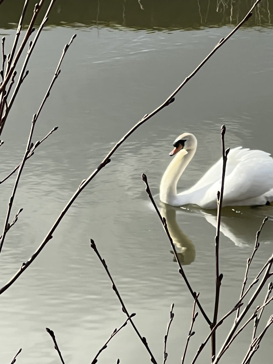 StCharlesGla's tweet photo. A group of Primary 7s went out to explore the @ClaypitsLnr. We were on the lookout for the #Otter but weren’t lucky enough to spot it. We spotted the swans and some ducks and enjoyed the spring sunshine. #OutdoorLearning #LocalGreenSpaces #NotAllWhoWanderAreLost @CLOtC https://t.co/zPh0N1SJoq