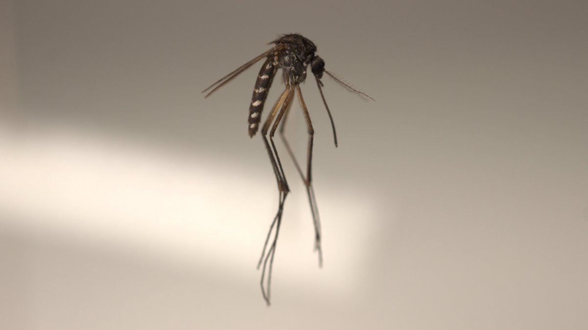 Mozziebites's tweet photo. I rarely collect this mosquito, Verrallina funerea, around Sydney monitoring sites but it has now become more common. A biting pest but (for now) still not in big enough numbers to cause too many issues; found in brackish water #wetlands #mozziesofsydney #mozziemonth https://t.co/mELoJU64vB
