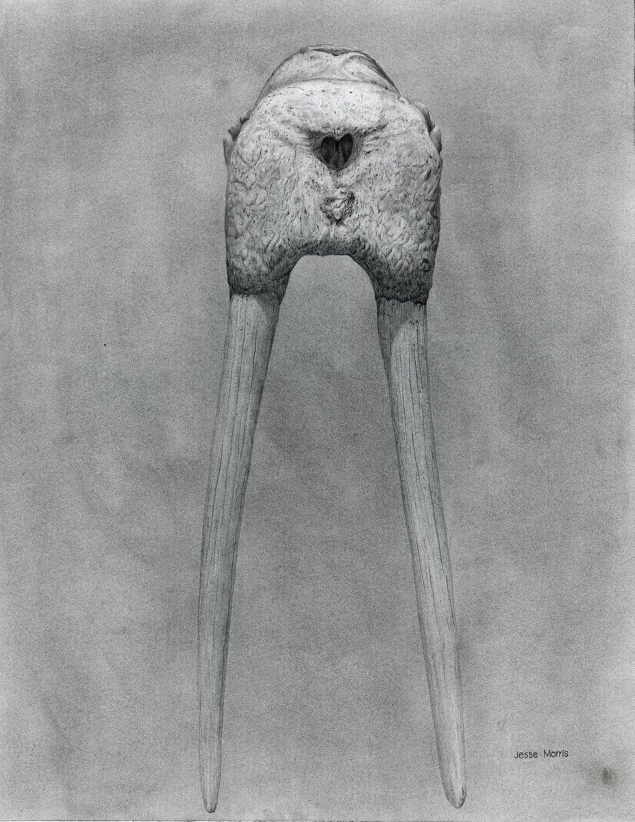The skull of a Walrus. Pencil and graphite powder on paper.
#drawing #sciart #artistsontwitter