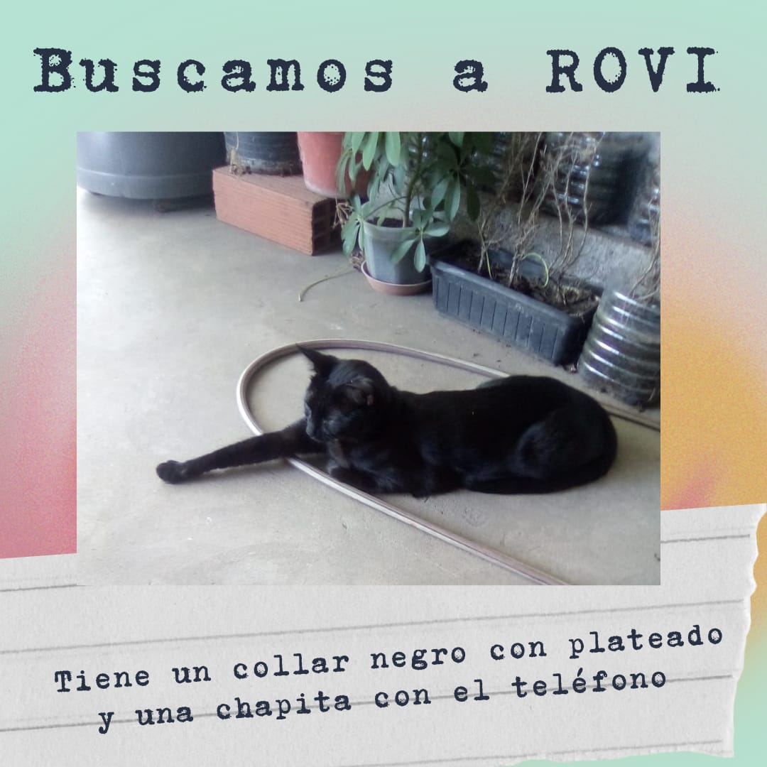LauriVeronica's tweet photo. #Rovi gato macho castrado. Se perdió el 04/03/22 en #ValentínAlsina, #LanúsOeste. Por favor, si lo viste o lo tenés, comunicate al 11-6191-3483, te vamos a recompensar. Él es parte de nuestra familia y lo extrañamos mucho. Un RT también ayuda. ¡Gracias! https://t.co/Lvy9XnnLyr