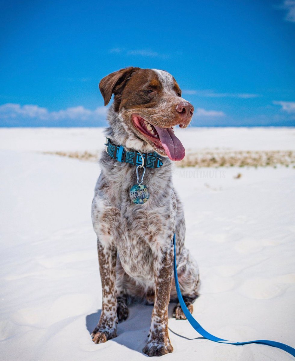 embarkvet's tweet photo. It's time to spill the Beans! Check out his #EmbarkBreedReveal!
๐งฌ Get your dog #EmbarkDecoded today ๐https://t.co/mKpEtNdXrH
๐ท IG/medleymutts https://t.co/zmRQFDF72p