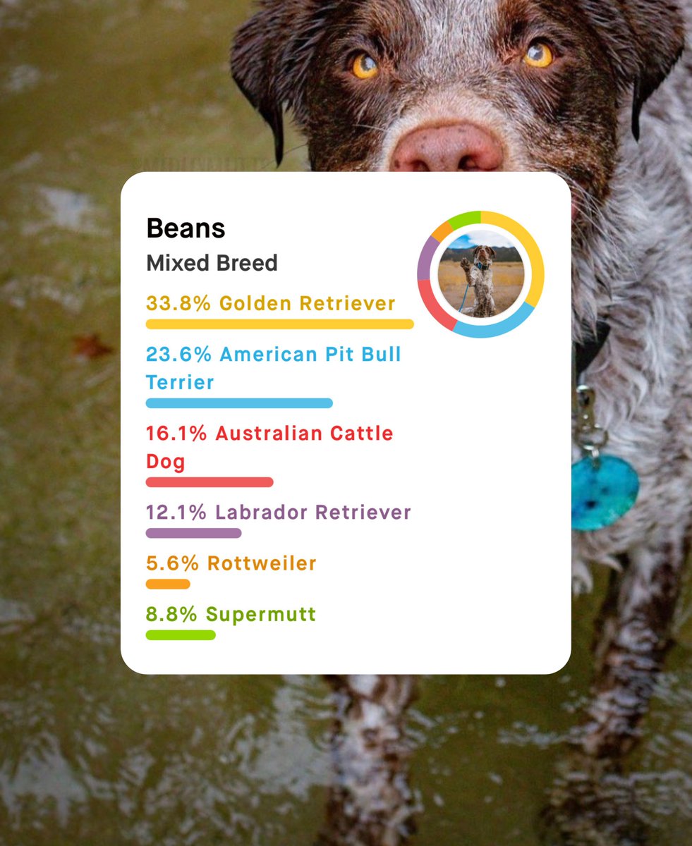 embarkvet's tweet photo. It's time to spill the Beans! Check out his #EmbarkBreedReveal!
๐งฌ Get your dog #EmbarkDecoded today ๐https://t.co/mKpEtNdXrH
๐ท IG/medleymutts https://t.co/zmRQFDF72p