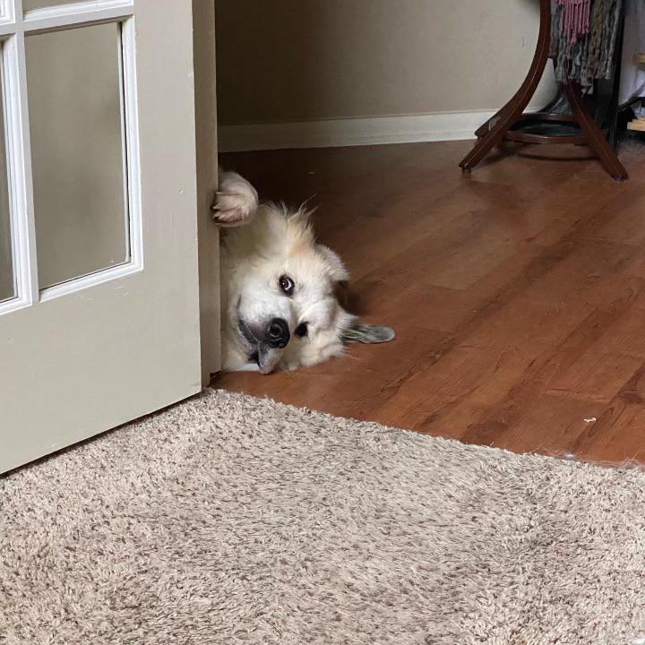 DogSolutions's tweet photo. Hello,
This is dog https://t.co/wENb5oGS2i