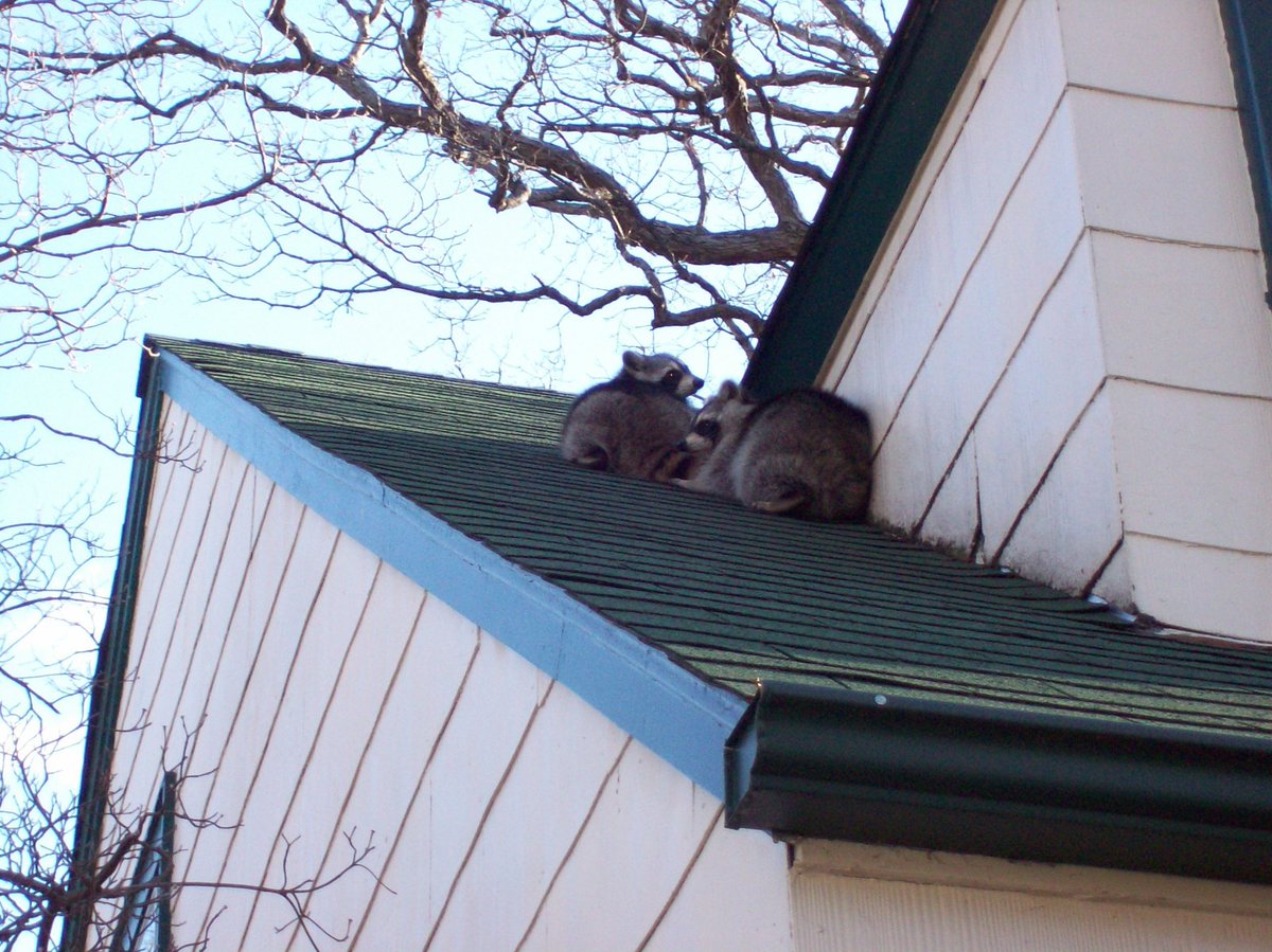 aTrapPro1's tweet photo. Spring time is just around the corner, and it is core breeding season for #raccoons! Raccoons may look for large, accessible openings around your #home. Trappro will safely remove the raccoons, clean up the mess and can provide #repairs.

https://t.co/6fy0AGGyNv https://t.co/UnTaLBT6C7