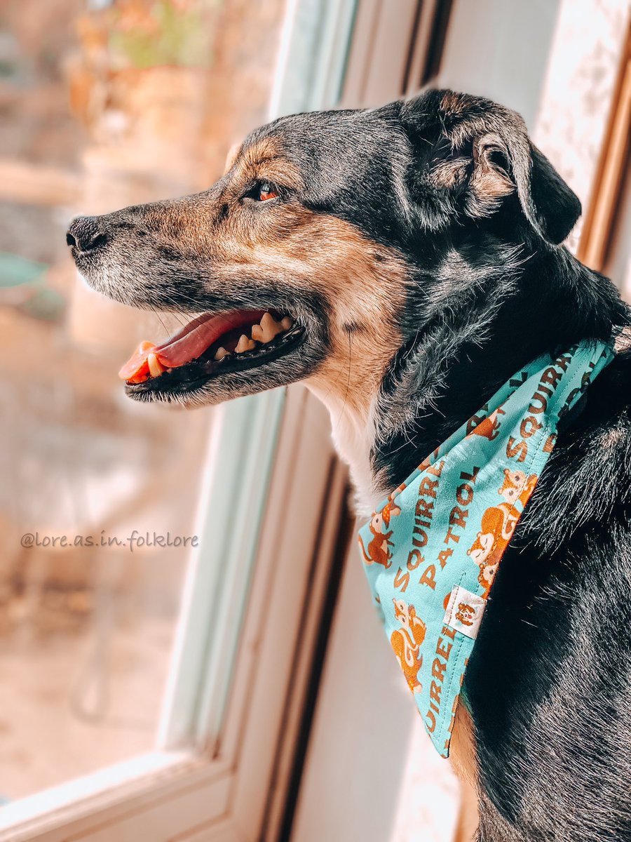 Watching the squirrels, that’s his thing. 🐿 
#squirrelpatrol #twitterdogcommunity #dogsoftwitter #dogsofinstagram #dogsofminnesota