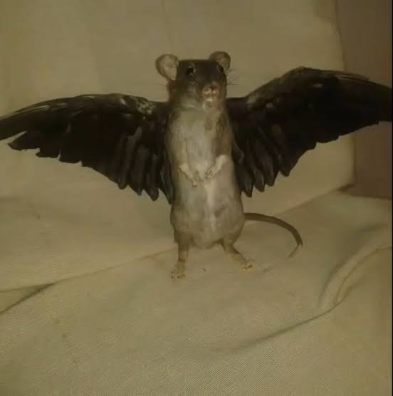 leto II on X: "la rata alada https://t.co/ONVweZflbB" / X