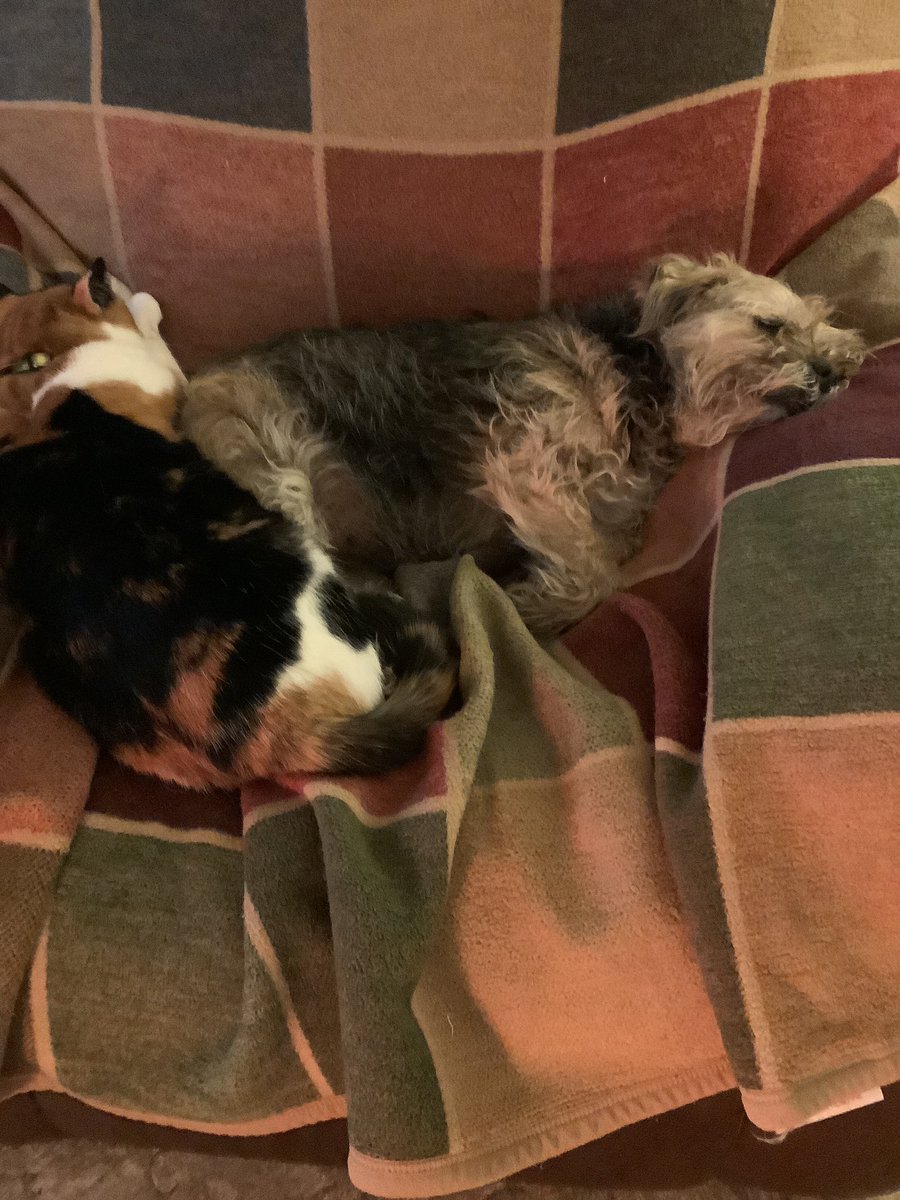LuluSacks's tweet photo. @bodie4paws Dis is me rite now! I LOVES my Dolly and every cat I meet! Am I a real BT?
Iโm being groomed nextTuesday btw. #scruffyme #btposse https://t.co/PhNgO9WeYA