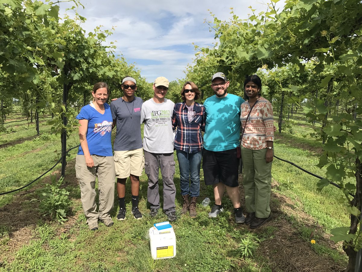 "Temporal &amp; environmental factors interact with rootstock genotype to shape leaf elemental composition in grafted grapevines" Led by <a href="/SLUBiology/">SLUBiology</a>  <a href="/DanforthCenter/">Danforth Center</a> PhD Candidate Zach Harris <a href="/EigenZach/">Zachary Harris</a> and friends biorxiv.org/content/10.110…. 3 years sampling @MUResearchCtr in SW MO🍇