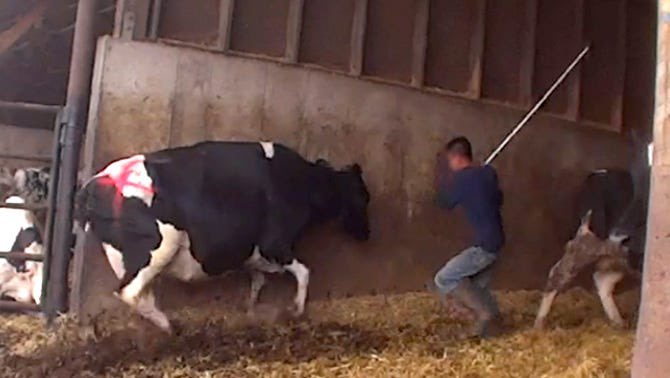AnimalLoverJu's tweet photo. Going #Vegan🌱is the best thing I have done. I lived my life believing the lies. I thought farmers were kind to all their #animals now my eyes are open. You blindly see a field of #cows you say awww look at the cows kids how cute. Each cow is a number waiting to be slaughtered.🤬 https://t.co/szj6OWeS1i