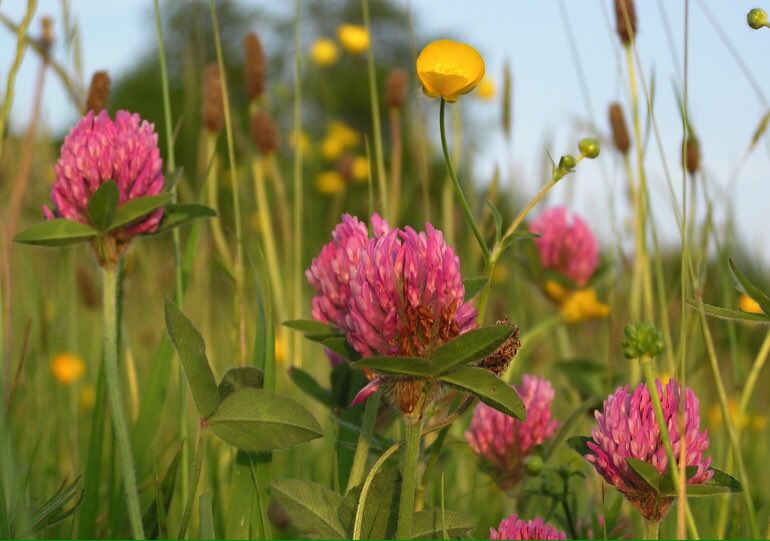 How many people out there are going to give wildflowers a chance by leaving areas of their gardens uncut this year? Please RT if you plan to offer a lifeline to pollinators like bees, butterflies, moths, hoverflies and bats by mowing less 🐝