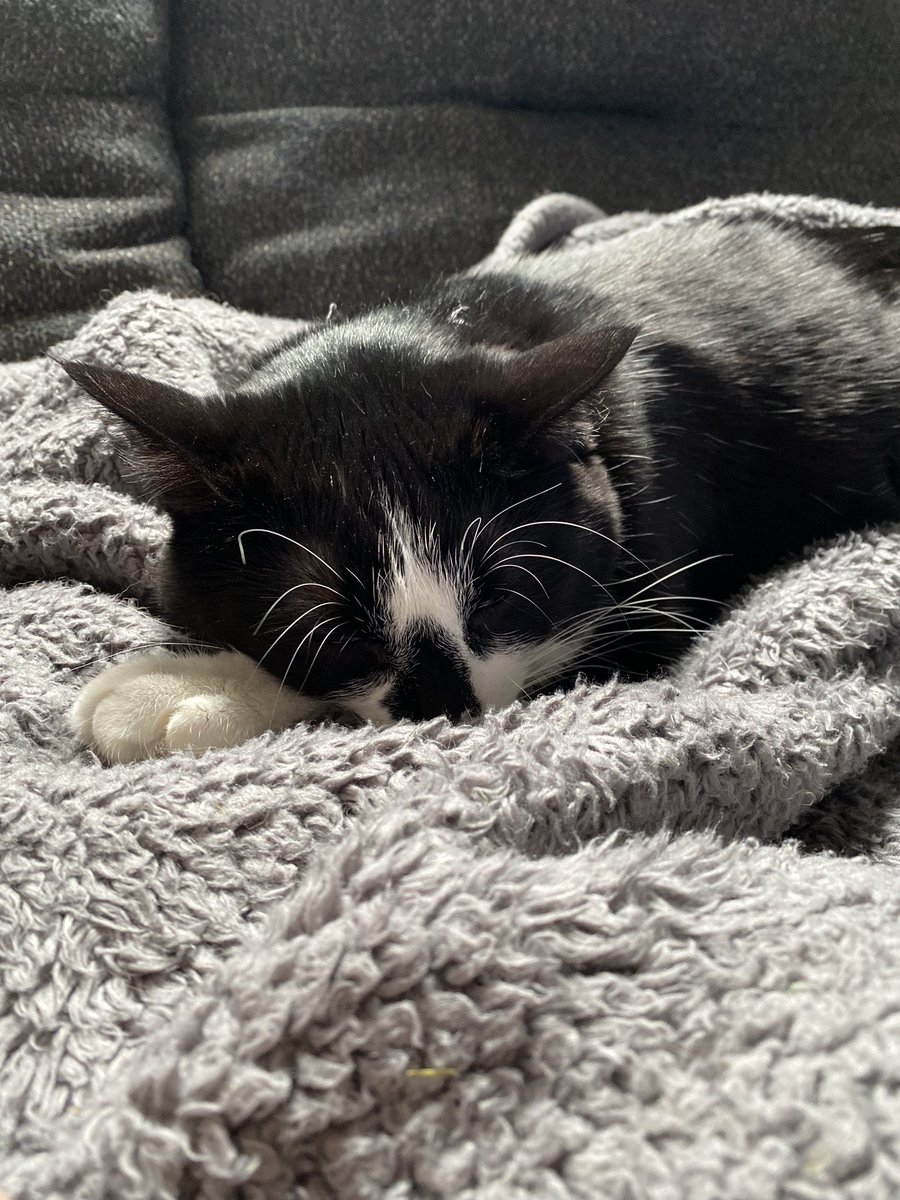 missbitchbootsy's tweet photo. cat nap https://t.co/mCKGE1VUKu