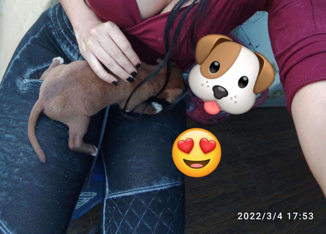Wnlong1's tweet photo. Mis Amores💓🐶 https://t.co/nYGsSX0FD8