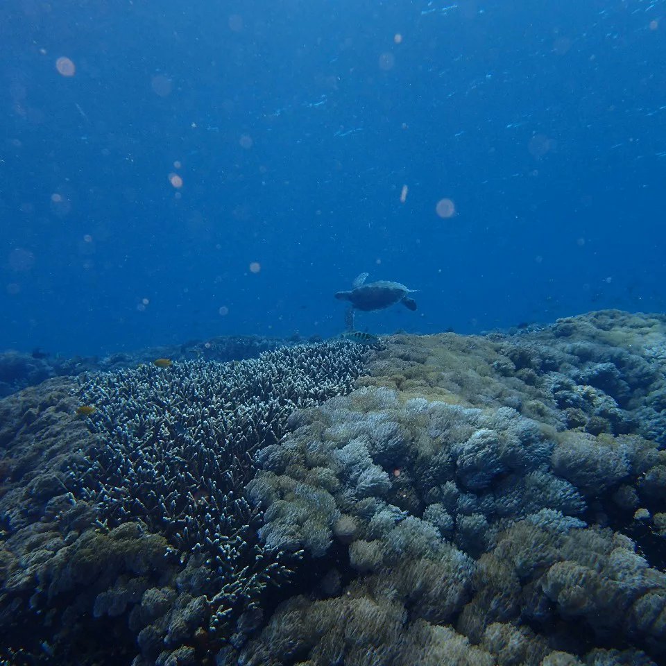 EnaKetut's tweet photo. Come and dive with us in Bali https://t.co/6W1NxlC3Kb  #scubadiving #scuba https://t.co/cUiI54wC9C