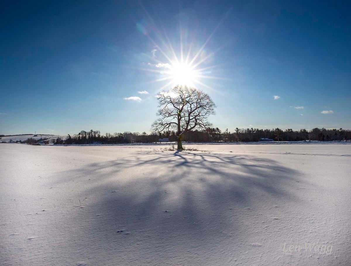 Len_Wagg_photo's tweet photo. Suns early light:  That Tree, Shubenacadie, Nova Scotia. The red oak, hundreds of years old, has seen many winters and cold mornings, like today,  that will soon turn into spring.  #winter #tree #shubenacadie #sun #trees #redoak #oak  #novascotia #halifaxnoise #art #novascotia https://t.co/omQvd6zNyt