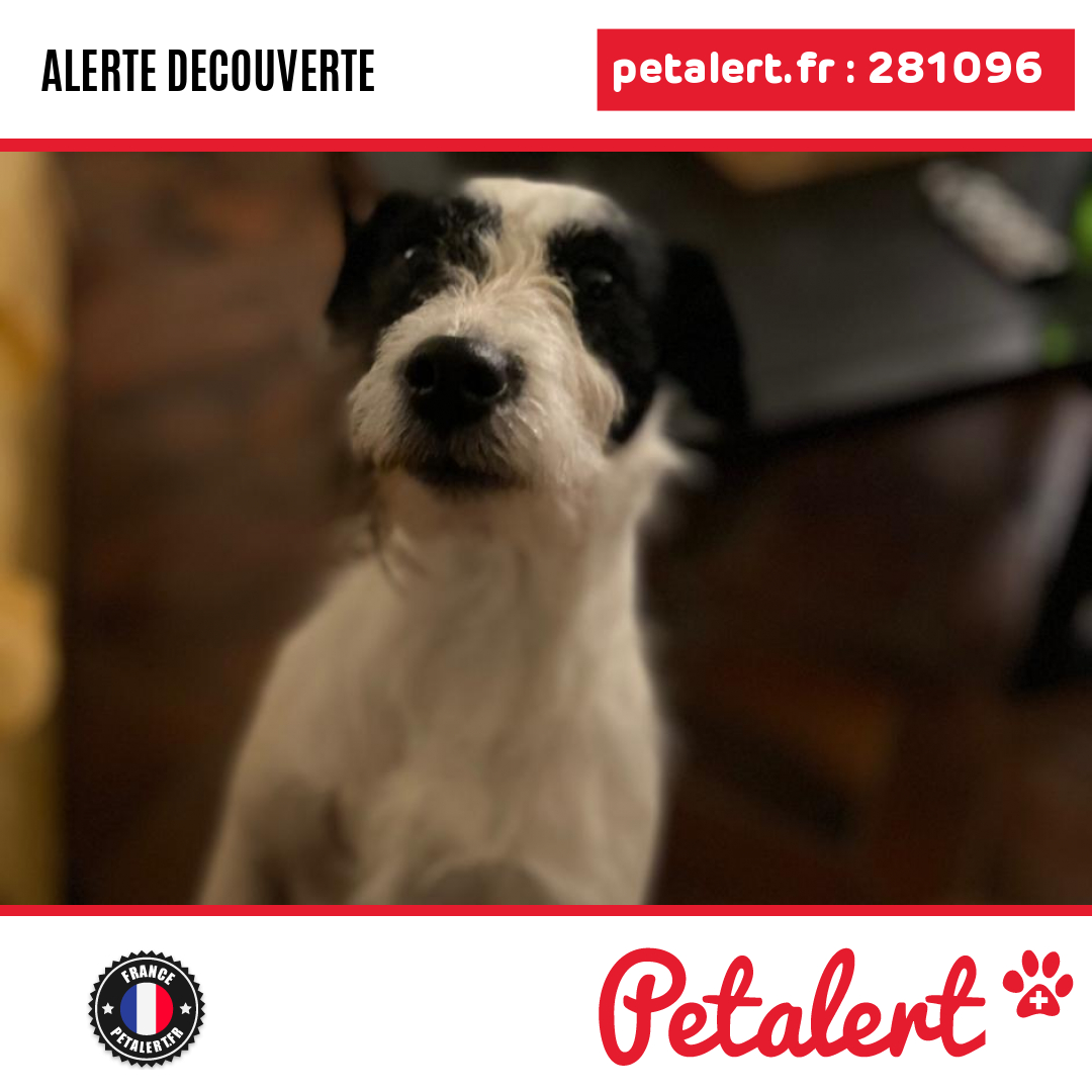 petalert_france's tweet photo. Trouvé #Chien #LoireAtlantique #Asserac #Petalert #PetAlert44 / https://t.co/gdVz33VYiv https://t.co/wuxYAN6fwT
