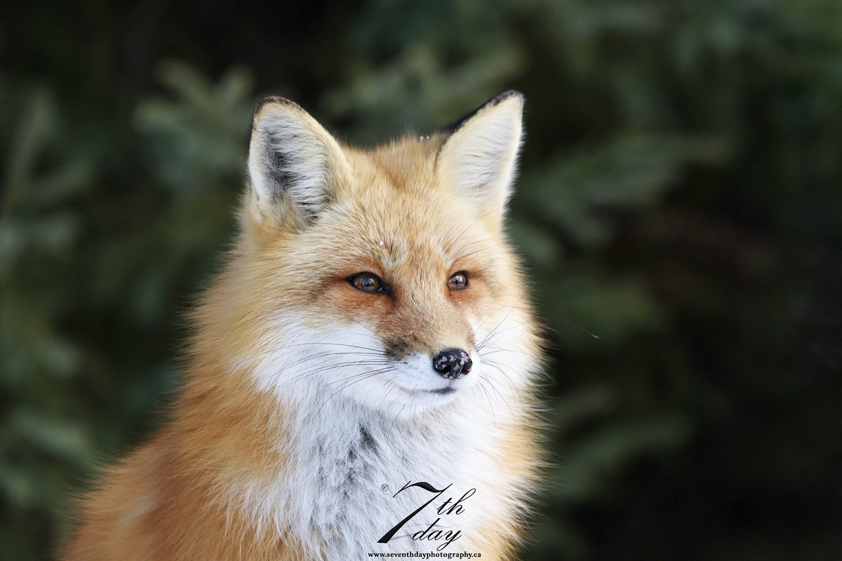 Make fox. Мраморная крестовка лиса. Канадская мраморная лисица. Арктическая мраморная лиса. Бакурианская лиса.