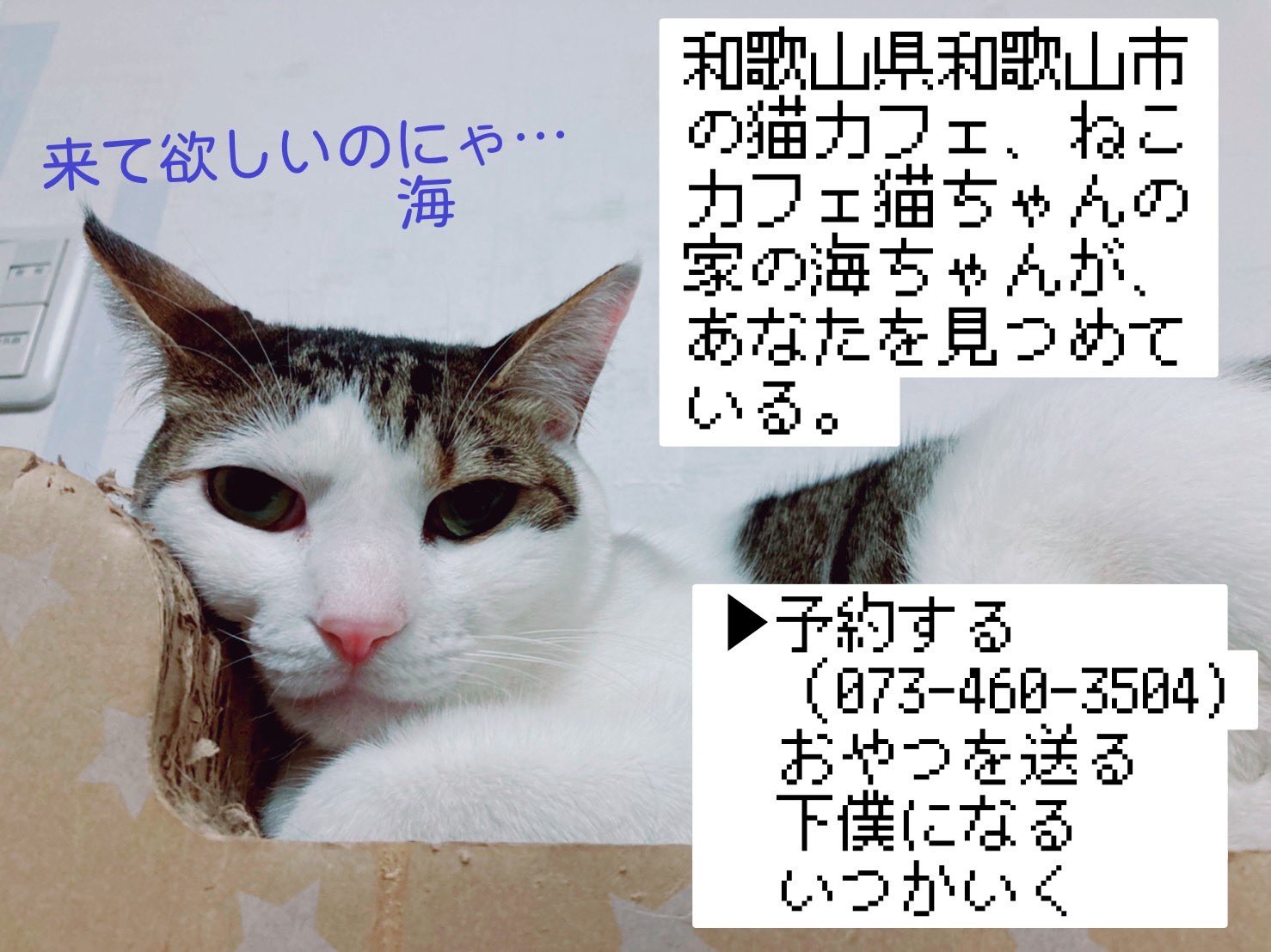 抱っこできる猫カフェ Twitter Search Twitter