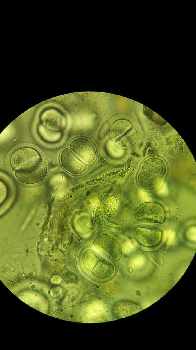 Analucía Serrepe (Ukumari) tweet media