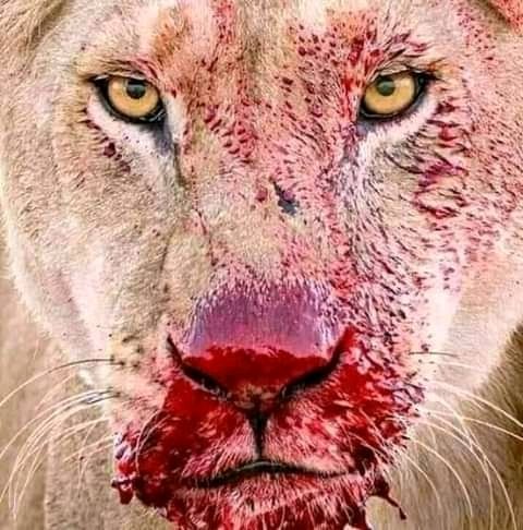 AmafNet's tweet image. Simbaaaa