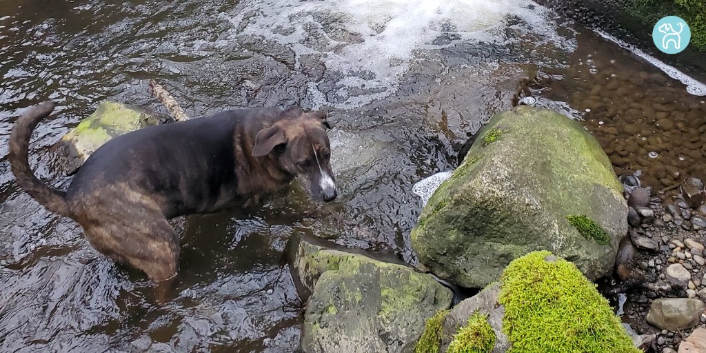 JWagable's tweet photo. My favorite stream and spa is so close to home. #DogSecrets https://t.co/E87RAksNjb