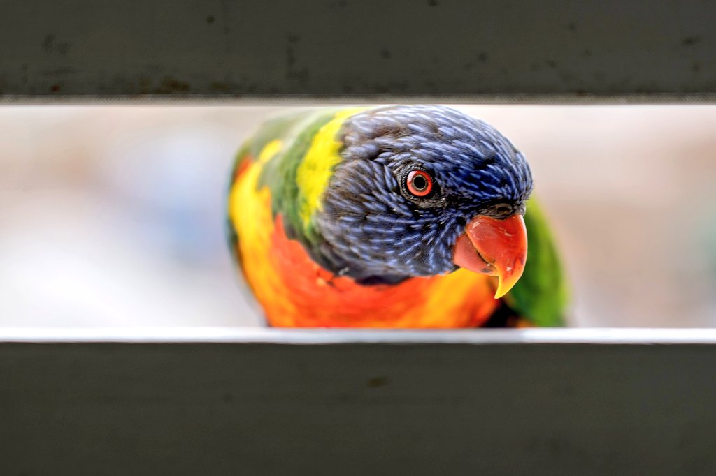 MyInnerWest's tweet photo. Are you coming outside? 🌈
#birdsofsydney #innerwest #marrickville https://t.co/vNsWZdbX6e