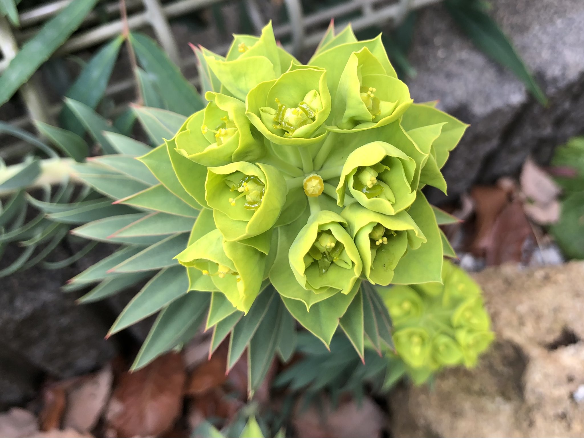 تويتر コノマルスー على تويتر さらに開いたユーフォルビア リギダ 庭の草花 T Co Hj7zz9tf7o تويتر コノマルスー على تويتر さらに開いたユーフォルビア リギダ 庭の草花 T Co Hj7zz9tf7o