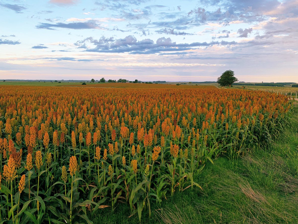 8419 zona Sarandi grande, 15 días para cosecha grano húmedo, se va sin aplicación para pulgón. <a href="/CortevaUY/">Corteva Uruguay</a>