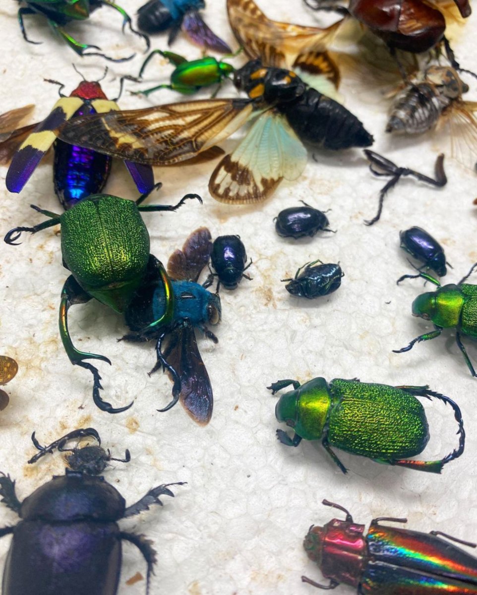 NMMagazine's tweet image. Anything weird and wacky is the focus of the Oddities and Curiosities Expo, where vendors from around the country showcase strange wares like taxidermy, creepy garments, skulls, original artwork &amp;amp; more. newmexicomagazine.org/blog/post/five…