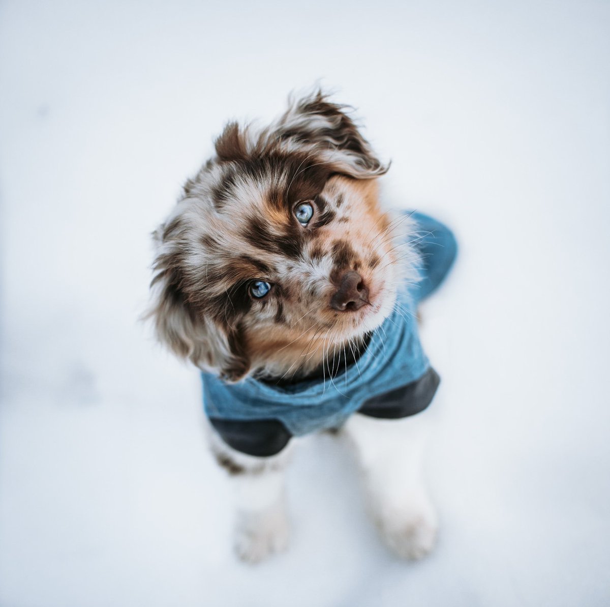 @adogloverstale tweet media