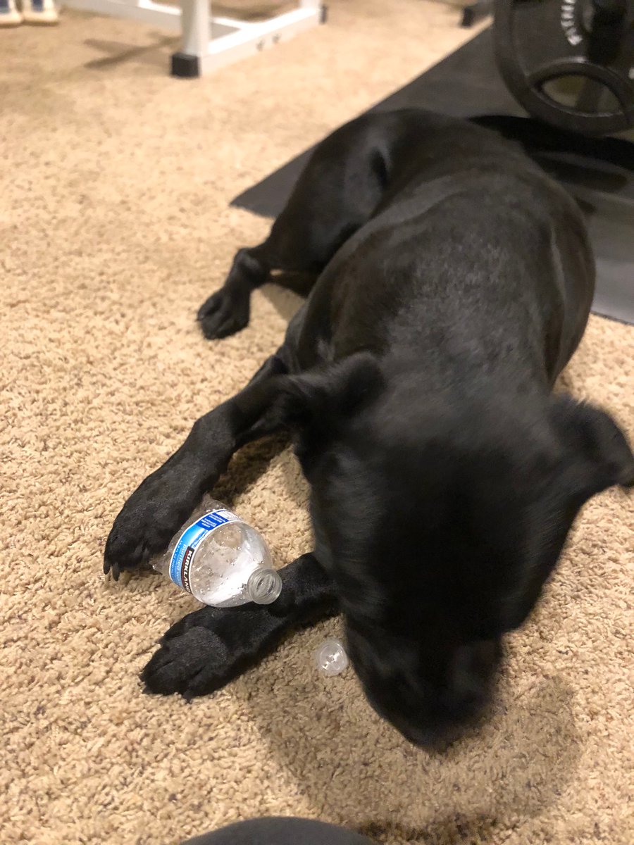 6Astatechamp's tweet photo. She found her favorite toy #shadowhound https://t.co/uGahZNe020