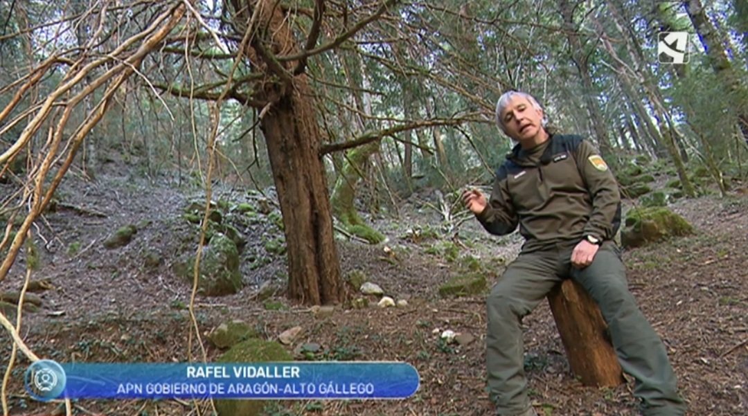 aaffaragon's tweet photo. Nuestros compañeros Rafel y Javier, #AgentesProtecciónNaturaleza #APN del @GobAragon, nos hablan en @EstaEsMiTierra_ de @aragontv del #Tejo de Lasieso, catalogado como árbol singular
⬇️
https://t.co/Xk10sZh4yR https://t.co/NzoKjMpr8t