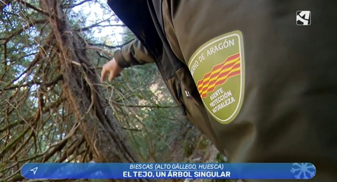 aaffaragon's tweet photo. Nuestros compañeros Rafel y Javier, #AgentesProtecciónNaturaleza #APN del @GobAragon, nos hablan en @EstaEsMiTierra_ de @aragontv del #Tejo de Lasieso, catalogado como árbol singular
⬇️
https://t.co/Xk10sZh4yR https://t.co/NzoKjMpr8t