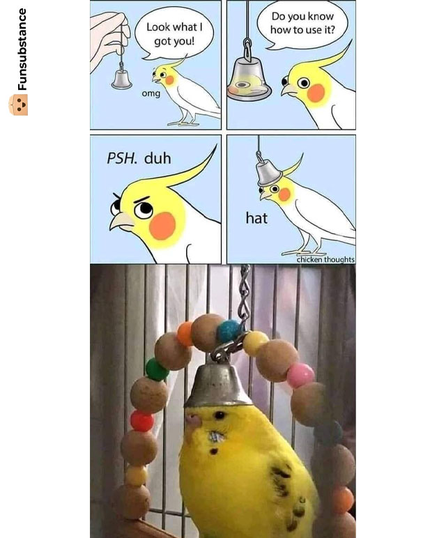 FunSubstance's tweet image. Bell of the ball 🐦🤣

funsubstance.com/fun/637824/bel…

#FunSubstance #Fun2022 #Fun #FunSubstance2022 #FunnyMemes2022 #Bird #Animal #FunyPet