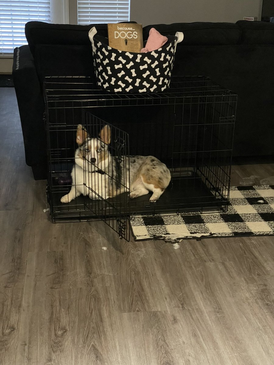 ThorKayla's tweet photo. Other people: “oh my gosh you leave your dog kenneled up all day? That poor baby 🥺”
My dog when I’m home: https://t.co/P3CIwS5kPF