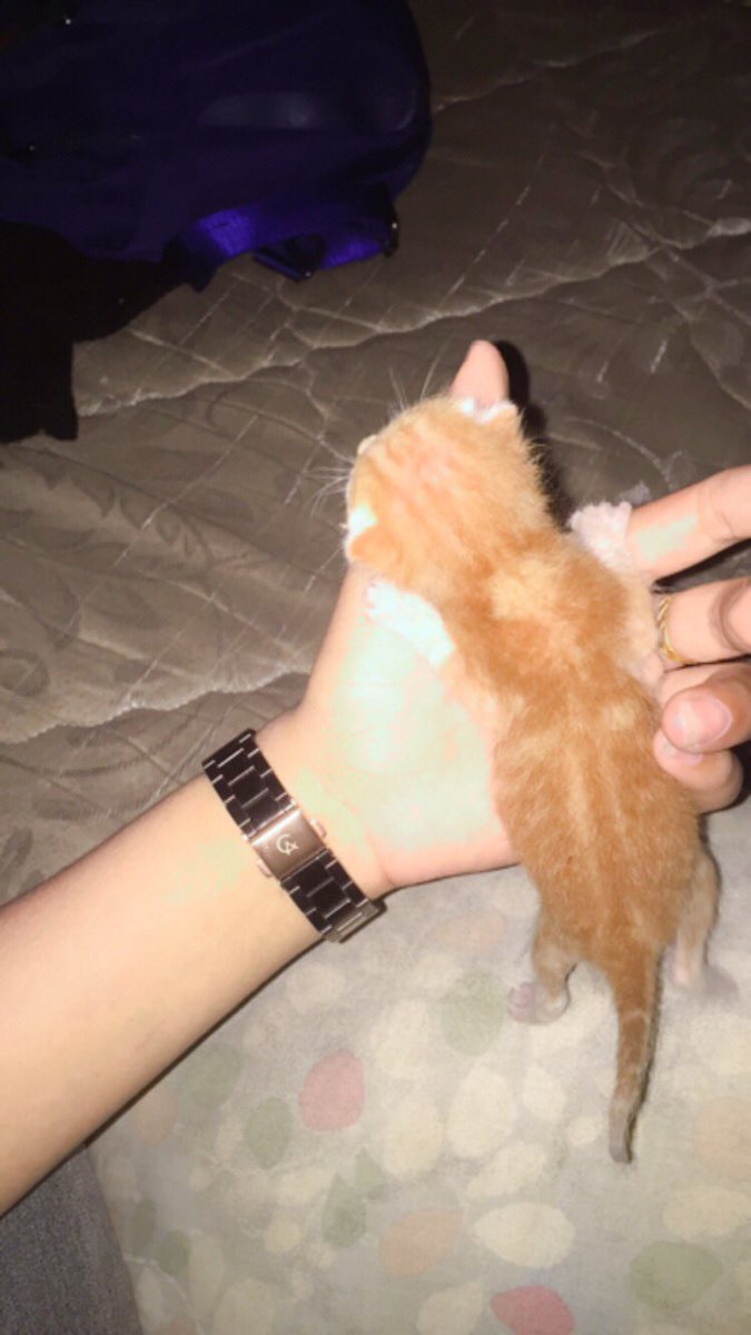 feriiskart's tweet photo. spil kucing kamu dong https://t.co/kDKj61xksY
