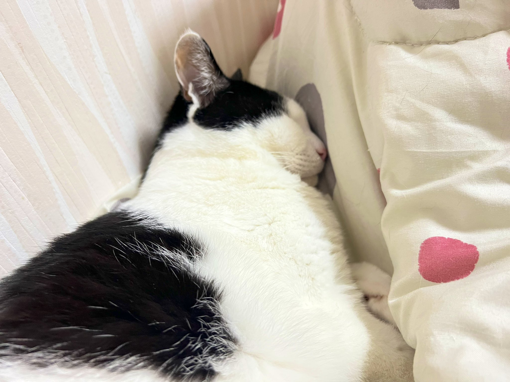 ネコ好き ネコ好き - Cerca / X