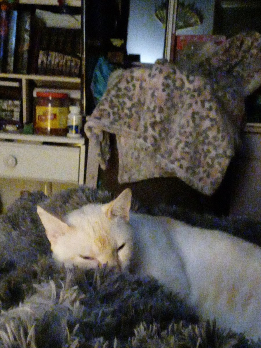 KITTYCATCHESSIE's tweet image. Sleepyhead, cutie pie, angelic baby!!!