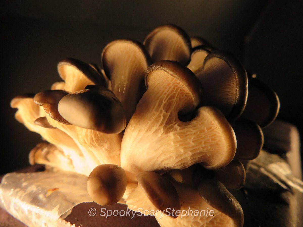 SpookyShrooms's tweet photo. Pleurotus ostreatus - Pearl Oyster Mushroom

Day 5!

#oystermushrooms #pearloystermushrooms #mushroomphotography #mushroomgrowing #growyourownmushrooms #fantasticfungi #mycology https://t.co/uj8T8nffBT