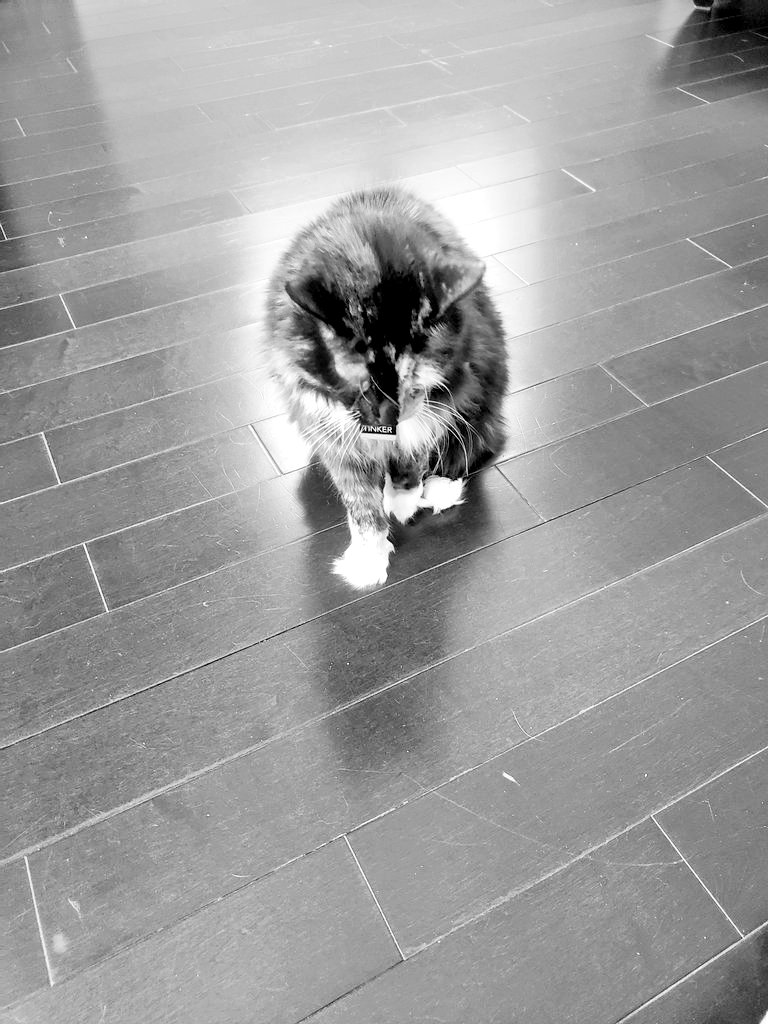 TheArtOfBeo's tweet photo. Good afternoon Japan 🇯🇵. Thanks for the follows. Tinker is excited to have so many new Japanese followers 🐾
#Japan #CatLovers #CatsOfTwitter #CatsOnTwitter #CatsJapan https://t.co/tUiNBLyWjt