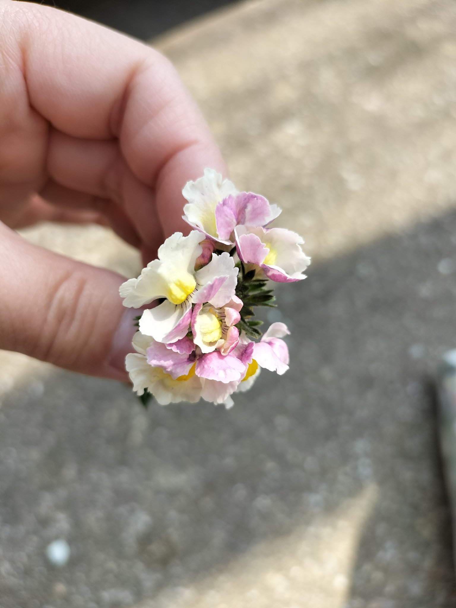 ぼん No Twitter 宿根ネメシア 小瓶に入れて切り花として玄関に置いてたらまさかの根っこ 植えるよね ネモフィラ 蕾になってるので間もなくです オルレア この状態で背丈が高くなってます 早く花が見たいのだが 私待つわ T Co Zl3pdslhm6